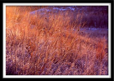 Golden Prairie