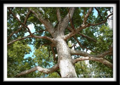 Oak Tree