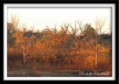 The Trees