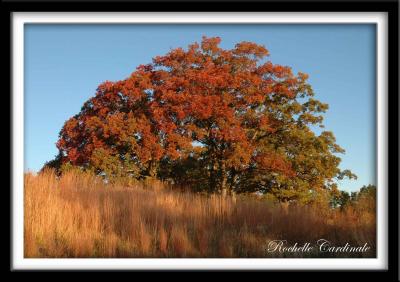 Tree on Fire