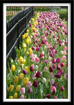 Tulips and Fence