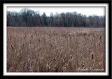 Sea of Cattails