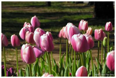 Floriade in Canberra I