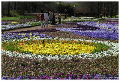The Heavens in Bloom, this year's theme for Floriade