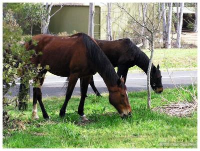 Horses of the Megalong Valley