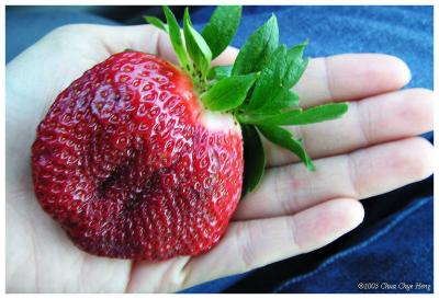 Fresh strawberry as big as the palm