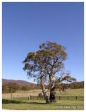 Tree at the ranch
