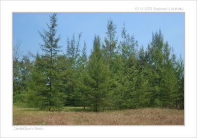 trees DSC_9534.jpg