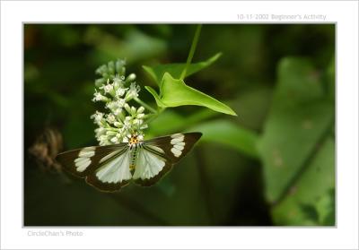 p butterfly 02DSC_9558.jpg