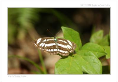 p butterfly 04 DSC_9505.jpg
