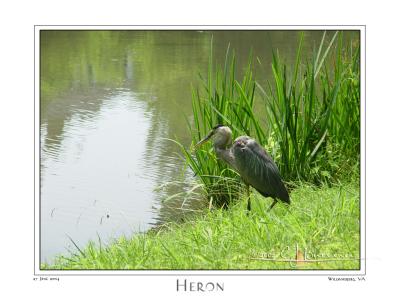 Heron