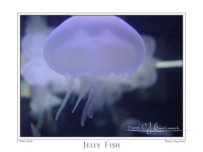 09Apr05 Jelly Fish