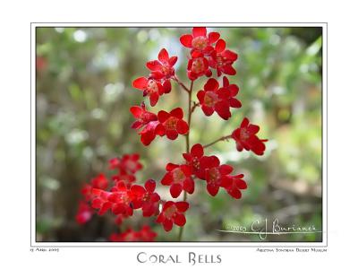 15Apr05 Coral Bells