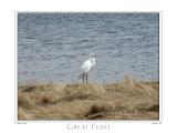 07Apr05 Great Egret