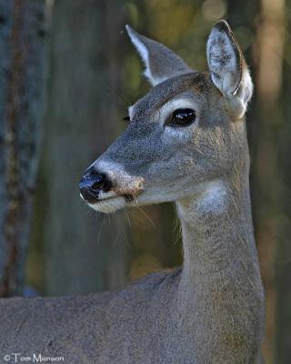 White tailed Deer