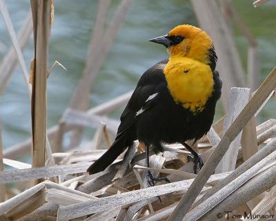 Yellow-headed Blackbird