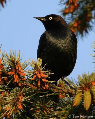 Brewer's Blackbird