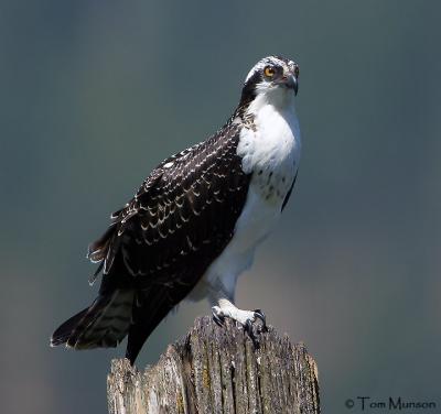  Osprey