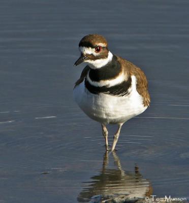  Killdeer