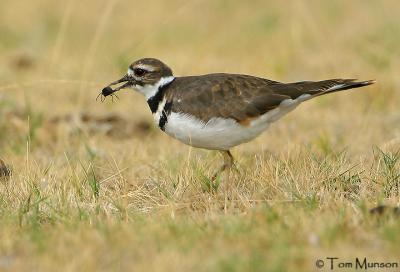  Killdeer