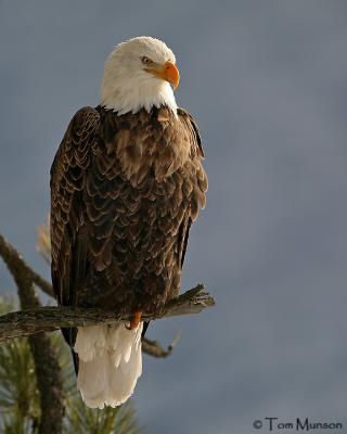  Bald-Eagle