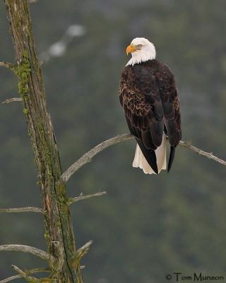  Bald-eagle