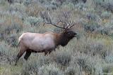 Elk