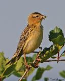 Bobolink