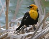 Yellow-headed Blackbird