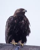 Golden Eagle