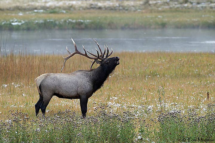  elk