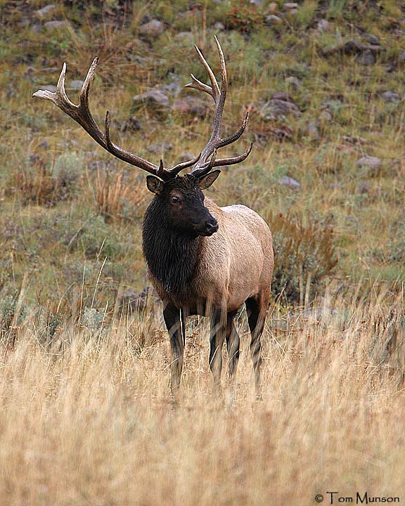  elk