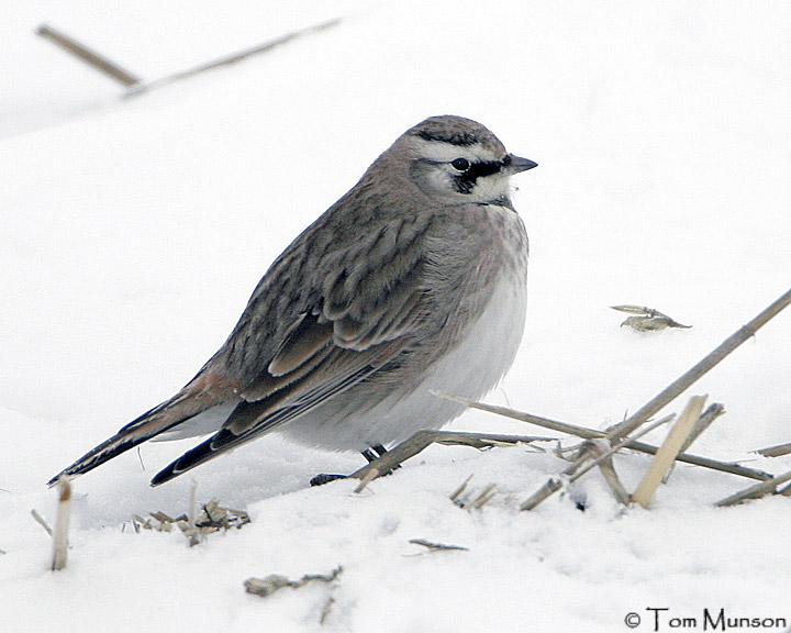 Horned Lark
