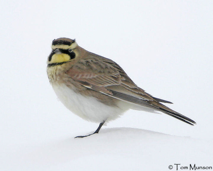 Horned Lark