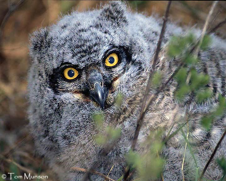 Great Horned Owl  (juv)