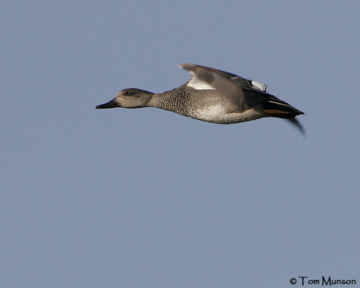 Gadwall