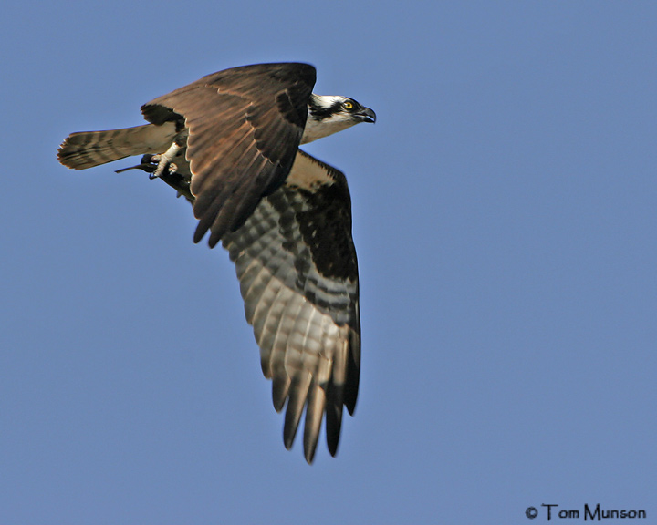 Osprey