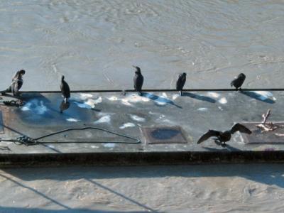 Black Cormorants