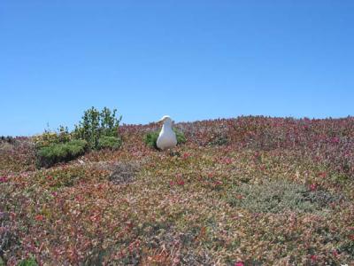 seagull-1.jpg
