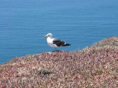 seagull3.jpg