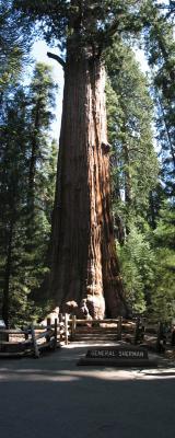 TREE.jpg