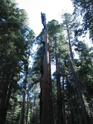burned tree.jpg