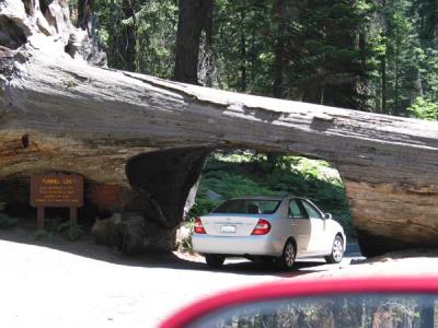 tunnel log.jpg