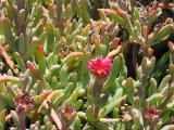flower1.jpg