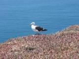 seagull3.jpg