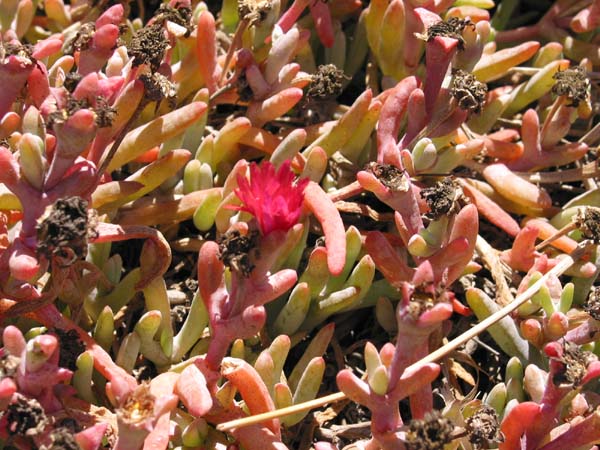 flower2.jpg