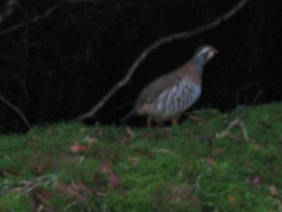 Ring-necked Pheasant!