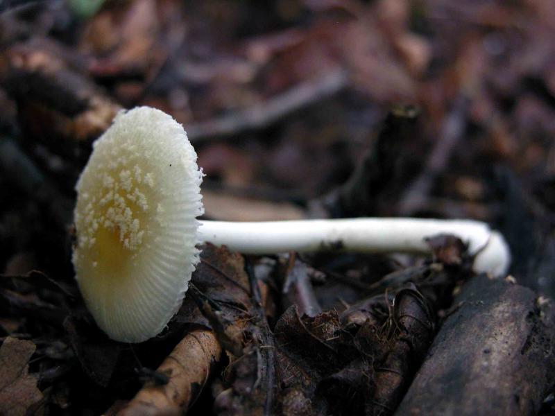 Amanita-albocreata5388.jpg