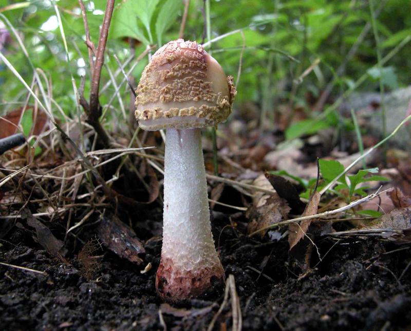 Amanita-rubescens-5366.jpg