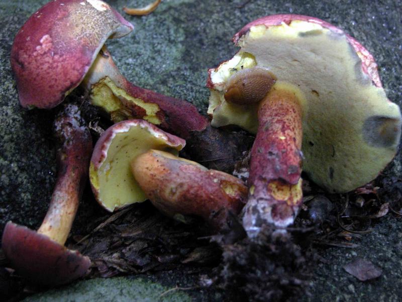 Boletus-bicolor5442.jpg